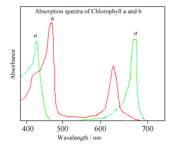 absorbance spectrum