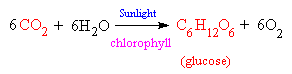 photosynthesis equation